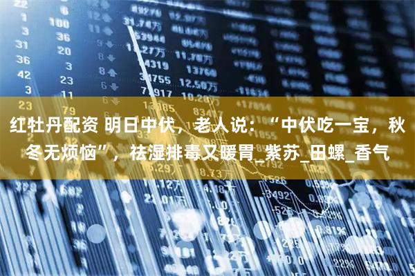 红牡丹配资 明日中伏，老人说：“中伏吃一宝，秋冬无烦恼”，祛湿排毒又暖胃_紫苏_田螺_香气