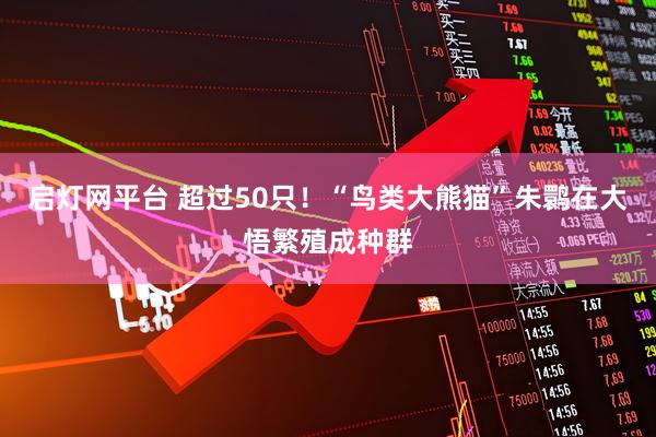 启灯网平台 超过50只！“鸟类大熊猫”朱鹮在大悟繁殖成种群